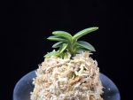 취월호 翠月湖 Chwiwolho(Seedling)