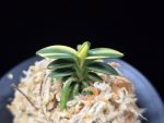 취월호 翠月湖 Chwiwolho(Seedling)