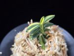 취월호 翠月湖 Chwiwolho(Seedling)