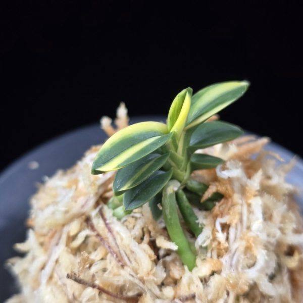 취월호 翠月湖 Chwiwolho(Seedling)