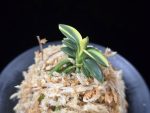 취월호 翠月湖 Chwiwolho(Seedling)