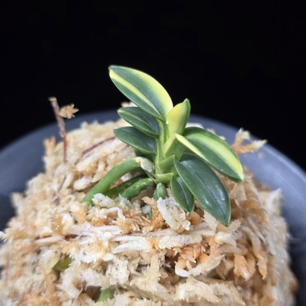 취월호 翠月湖 Chwiwolho(Seedling)