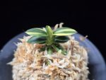취월호 翠月湖 Chwiwolho(Seedling)