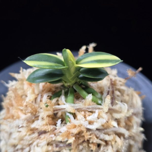 취월호 翠月湖 Chwiwolho(Seedling)