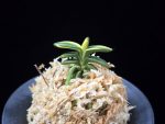취월호 翠月湖 Chwiwolho(Seedling)