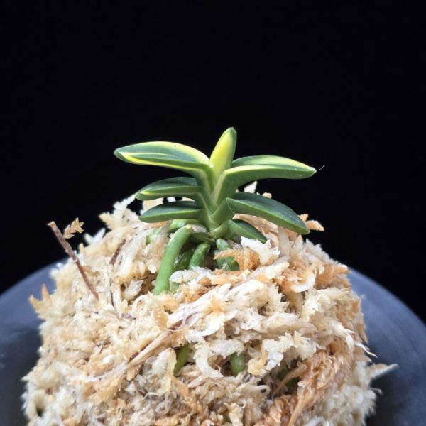 취월호 翠月湖 Chwiwolho(Seedling)