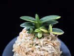 취월호 翠月湖 Chwiwolho(Seedling)