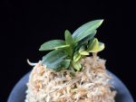 취월호 翠月湖 Chwiwolho(Seedling)