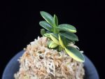 취월호 翠月湖 Chwiwolho(Seedling)