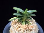 취월호 翠月湖 Chwiwolho(Seedling)