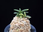 취월호 翠月湖 Chwiwolho(Seedling)