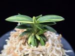 취월호 翠月湖 Chwiwolho(Seedling)