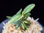 취월호 翠月湖 Chwiwolho(Seedling)