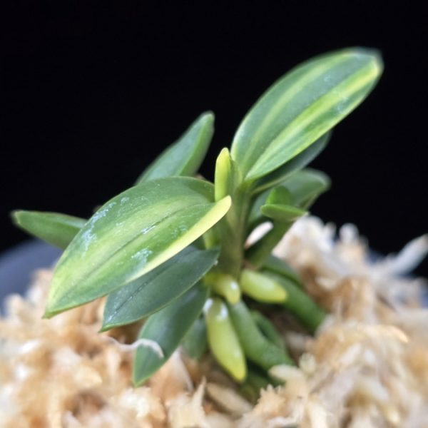 취월호 翠月湖 Chwiwolho(Seedling)