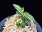 취월호 翠月湖 Chwiwolho(Seedling)