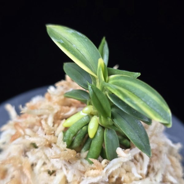 취월호 翠月湖 Chwiwolho(Seedling)