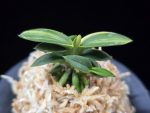 취월호 翠月湖 Chwiwolho(Seedling)
