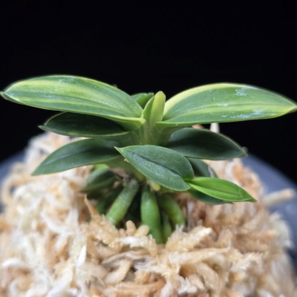 취월호 翠月湖 Chwiwolho(Seedling)