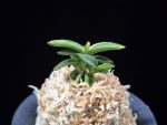 취월호 翠月湖 Chwiwolho(Seedling)