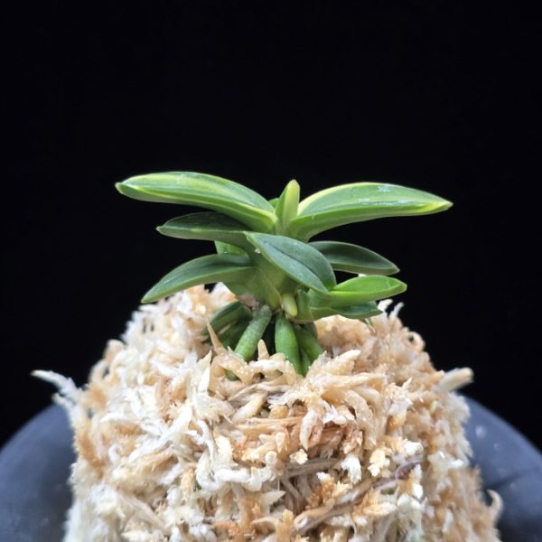취월호 翠月湖 Chwiwolho(Seedling)