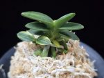 취월호 翠月湖 Chwiwolho(Seedling)