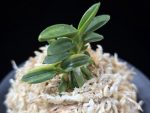 취월호 翠月湖 Chwiwolho(Seedling)