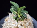 취월호 翠月湖 Chwiwolho(Seedling)
