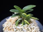 취월호 翠月湖 Chwiwolho(Seedling)