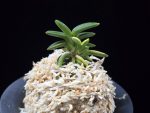 취월호 翠月湖 Chwiwolho(Seedling)
