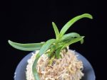 대풍해 大楓海 Daepunghae (Onamiseikai Benikaedae)