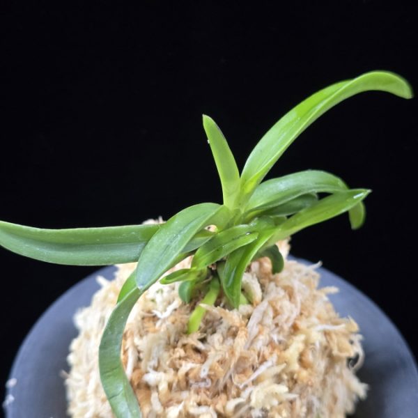 대풍해 大楓海 Daepunghae (Onamiseikai Benikaedae)