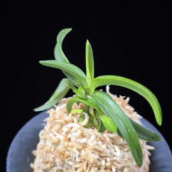 대풍해 大楓海 Daepunghae (Onamiseikai Benikaedae)