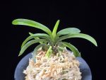 대풍해 大楓海 Daepunghae (Onamiseikai Benikaedae)