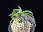 대풍해 大楓海 Daepunghae (Onamiseikai Benikaedae)