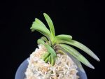 대풍해 大楓海 Daepunghae (Onamiseikai Benikaedae)