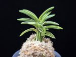 소풍 笑風 Sopung