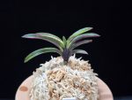 관풍 観風 Kanpu