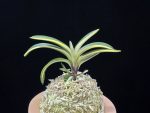 관풍 観風 Kanpu