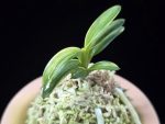 화천금 華泉錦 Kasen Nishiki