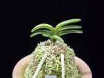 화천금 華泉錦 Kasen Nishiki