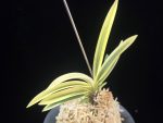 백옥루 白玉樓 Baekokru