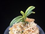 취화금 翠華錦 Suikanishiki