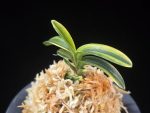 취화금 翠華錦 Suikanishiki