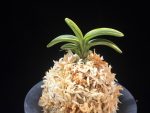 취화금 翠華錦 Suikanishiki