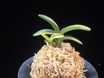 취화금 翠華錦 Suikanishiki