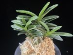 부용 芙蓉 Buyong