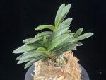 부용 芙蓉 Buyong