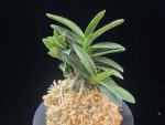 부용 芙蓉 Buyong