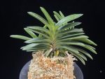 부용 芙蓉 Buyong