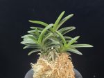 부용 芙蓉 Buyong